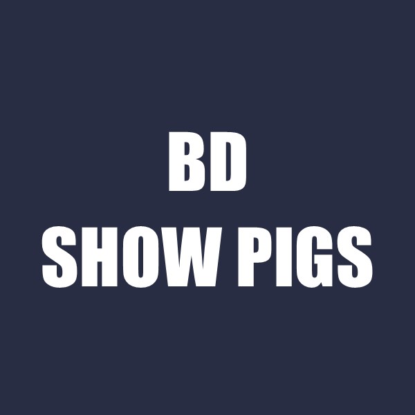 BD Show Pigs
