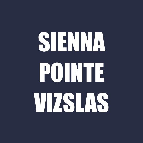 Sienna Pointe Vizslas
