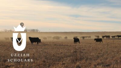 A Nebraska pasture filled with cows on a hazy day