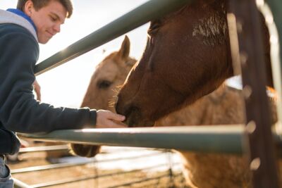Ag student holding an open palm through a fence towards a horse