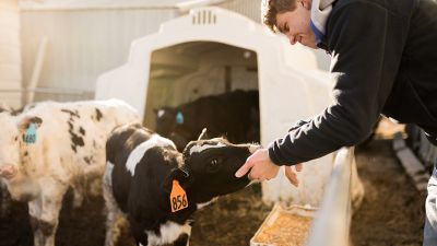 a Concordia student feeds a calf