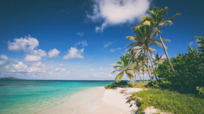 Sandy beach with palm trees in the Caribbean